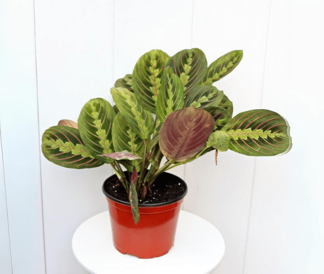 Red Maranta Prayer Plant