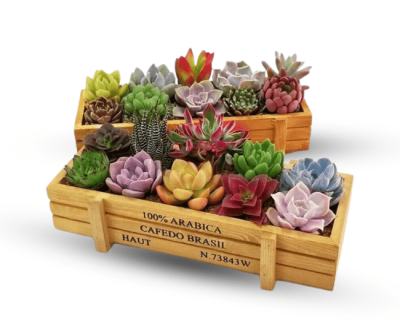 Succulent Planter Box